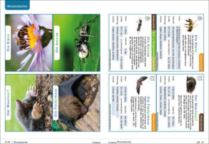 Unterrichtsmaterial Wiesentiere - Tierwissen für Grundschule Klass1 und 2